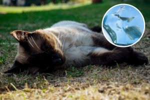 Vyras ant savo automobilio variklio dangčio pamatė katės formos įdubimą, šalia gulėjo raštelis