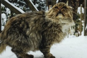 Įspėja dėl kačių išleidimo į lauką žiemą – gali būti pavojingiau, nei manote