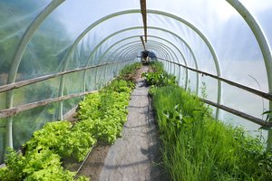 Koks šiltnamis tinka mano sklypui? Atsakymas – išties paprastas