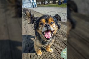 Prieglaudos savanorėms įkliuvo neregėtos veislės „katinas“: 7 kg linksmuolis visada trokšta būti šalia