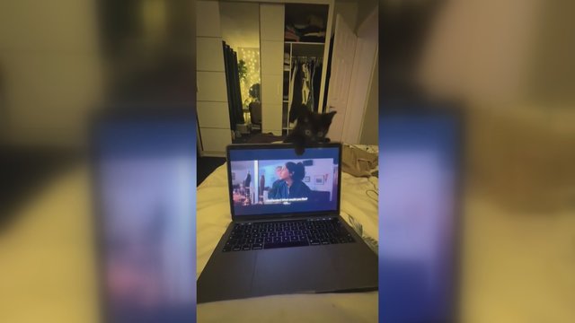 Šiam keturkojui šeimininkės planai nė motais: dėmesio reikalavo įvairiais būdais