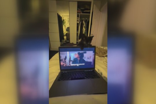 Šiam keturkojui šeimininkės planai nė motais: dėmesio reikalavo įvairiais būdais