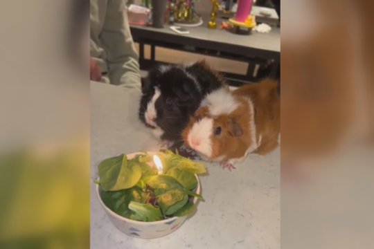 Jūrų kiaulytėms surengė tikrą gimtadienio šventę: ant stalo – netradicinis tortas