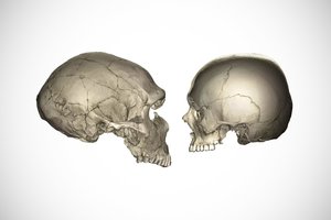 Štai kodėl šiuolaikinių žmonių veidai mažesni nei neandertaliečių ir šimpanzių
