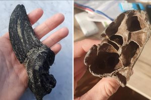 Įspūdingas atradimas: šuns parneštas „pagalys“ pasirodė esąs visai kas kita