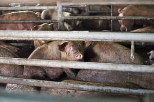 Argentiniečių poros košmaras Lenkijoje: pagrobė ir laikė kiaulių skerdykloje