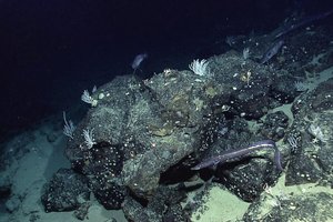 Atskleidė, kas slypi po Žemės vandenynais