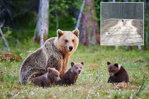 Skelbia, kad Lietuva gali džiaugtis dar viena gyvūnų rūšimi: užfiksuotas meškos jauniklis