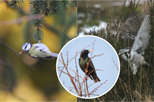 Pasaulis iš paukščio skrydžio: neįtikėtina, ką mato dangų raižantys sparnuotieji