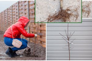 Laikas sodinti vaismedžius: nepersistenkite ir nepadarykite vienos klaidos