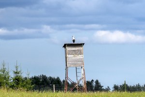 Medžiotojai ima vadžias į rankas: rengiasi virsmui