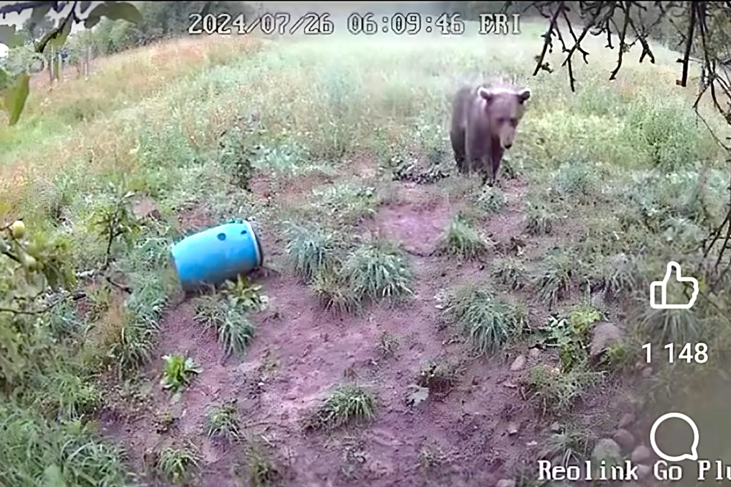 Lietuvoje meška atsivedė jauniklį.