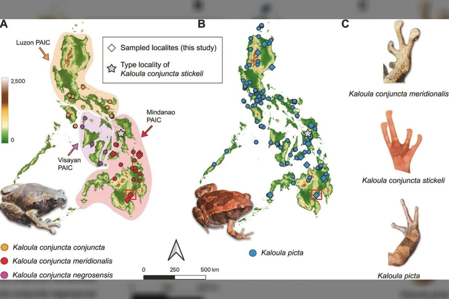 Kaloula conjuncta stickeli yra retas, nesidauginantis dviejų varlių hibridas.<br>K. O. Chan. et al iliustr.