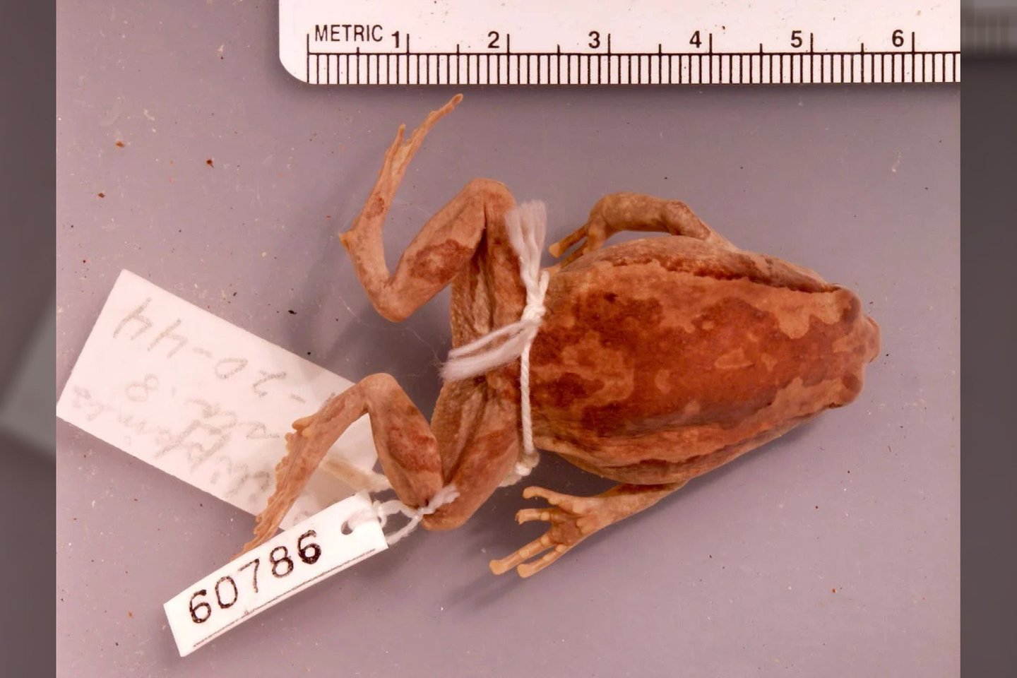 Kaloula conjuncta stickeli yra retas, nesidauginantis dviejų varlių hibridas.<br>Sarah Drasner nuotr.