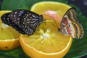 Atsakė, ar drugeliai išties gyvena tik dieną ir kodėl lietuviškieji tokie mažyčiai