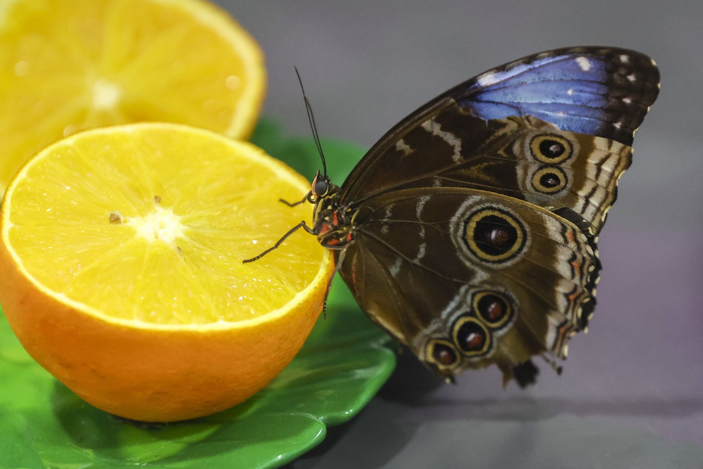 Drugelių paroda.<br>R.Danisevičiaus nuotr.