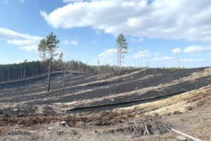 Dzūkai tapo eksperimentuotojų taikiniu: kopas atkuria ugnimi, tam skirta pinigų suma – įspūdinga