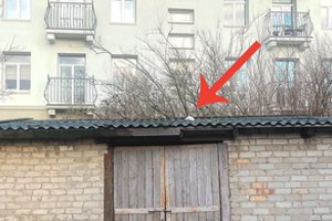 Klaipėdoje – narkotikų prekeivių gaudynės: kokaino pareigūnai rado net ant stogo