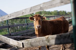 Vidurio Europoje plintant snukio ir nagų ligai, skerdžiami tūkstančiai gyvulių: saugos priemonių imasi ir Lietuva