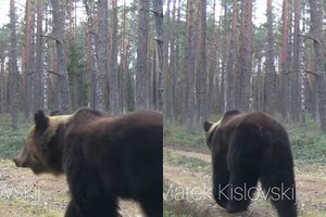 Neįtikėtinas vaizdas Šalčininkų r.: kameros objektyve atsidūrė meška