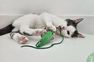 Išskirtinio meilumo ir drąsumo katinėlis – tikras šunų draugas: jaunuolis trokšta mylinčios šeimos