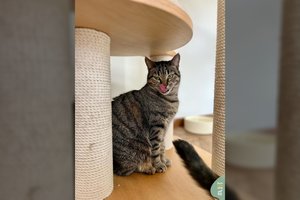 Beveik 700 dienų prieglaudoje įstrigusi draugiška ir smalsi katytė maldauja būti pastebėta