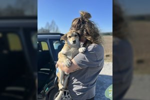 3-4 mėn. mažylis jau sveria 10 kg: Žaibo Makvyno vardą gavęs rastas šuniukas trokšta šeimos