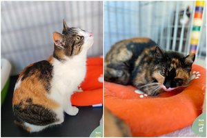 Po šeimininkės mirties dvi katytės liko be namų: idealiai tiktų vieni namai