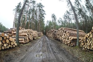 Ieškant lėšų gynybai – siūlymas apmokestinti plynuosius miško kirtimus