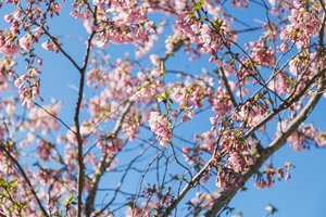 Kaune jau kvepia pavasariu: žiedus praskleidė pirmosios sakuros