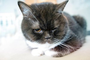 5 įspėjamieji ženklai, kad jūsų katė kenčia nuo vienatvės, ir būdai tai išspręsti