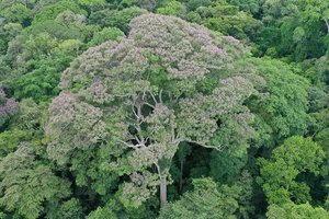 Neįtikėtina: šis medis išsivystė taip, kad žaibais naikintų konkurentus