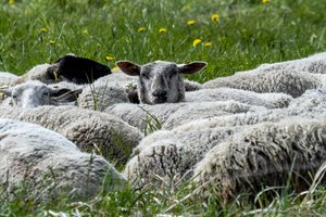 Užkrečiamųjų ligų grėsmė gyvulių ūkiams niekur nedingo – biosaugos priemonėms teikia išskirtinę vietą
