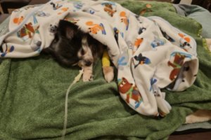 Po veisyklų skandalo – daugintojų „legalizavimas“: atskleidė, kad žiaurus verslas Lietuvoje klesti toliau