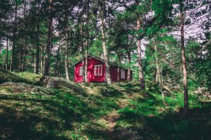 Smūgis miškų užstatymo vasarnamiais planui: išdėstė kritines priežastis