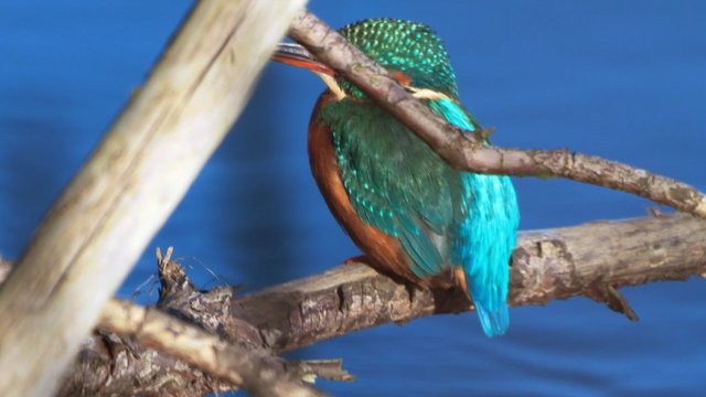 Neapsigaukite – tai ne egzotiškas kolibris: užfiksavo nykstantį Lietuvos sparnuotį