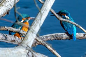 Fotografo objektyve – vienas gražiausių Lietuvos paukščių: spalvų gausybė pakeri
