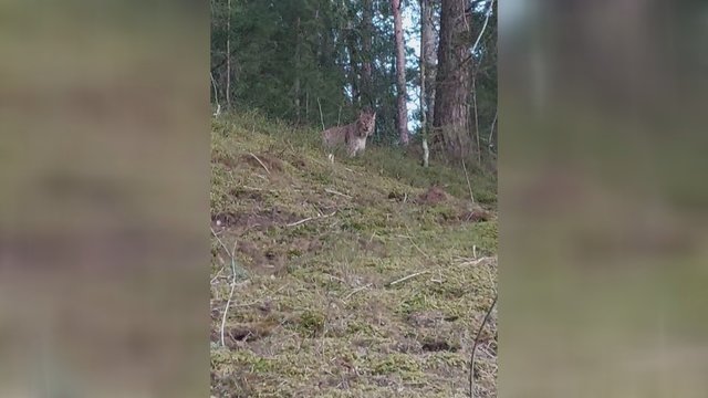 Užfiksavo dar vieną miško karalienę: lūšį sutiko Molėtų rajone