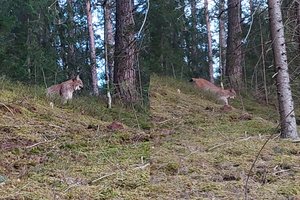 Prie pat kelio – gražuolė lūšis: neišgąsdino net automobilis