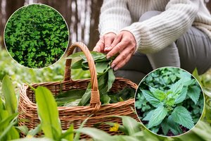 „Vitaminų bomba“ – visai ne meškiniai česnakai: įvardijo, ko šiuo metu ieškoti gamtoje