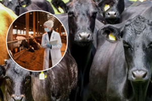 Keičia ūkių patikrų tvarką – naujovė palies mėsinių galvijų, avių ir ožkų augintojus