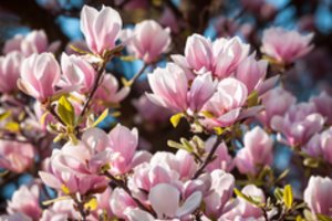 Magnolijų žiedų grožis – jūsų rankose: tai nieko nekainuos, o žydės ilgai ir gausiai
