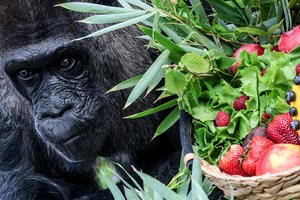 Seniausia pasaulio gorila švenčia 68-ąjį gimtadienį