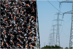 Vokietijoje – nerimas dėl agresyvių skruzdžių: kelia grėsmę elektros tinklams ir interneto ryšiui