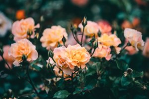 Rožės žydės, jei sodininkai atliks vieną 10 minučių užduotį