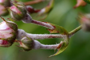 Miltligė – viena baisiausių ligų: atskleidė, kaip išgelbėti augalus be chemijos