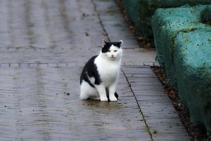 Pastebėjote Vilniuje tokias kates? Prašo pranešti