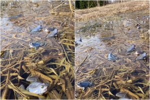 Užfiksavo būrį lyg dangus žydrų varlių: paaiškino, kodėl jos keičia spalvą