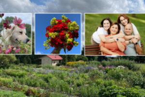 Mokytojos sukurtame gėlių slėnyje puokštes renkasi net nuotakos – verslo gudrybių mokėsi iš amerikiečių