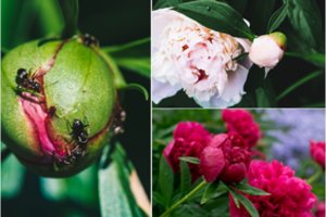 Gėlininkai atskleidė, kaip apsaugoti bijūnus nuo skruzdėlių: ši priemonė itin veiksminga